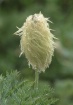 Towhead baby afte...