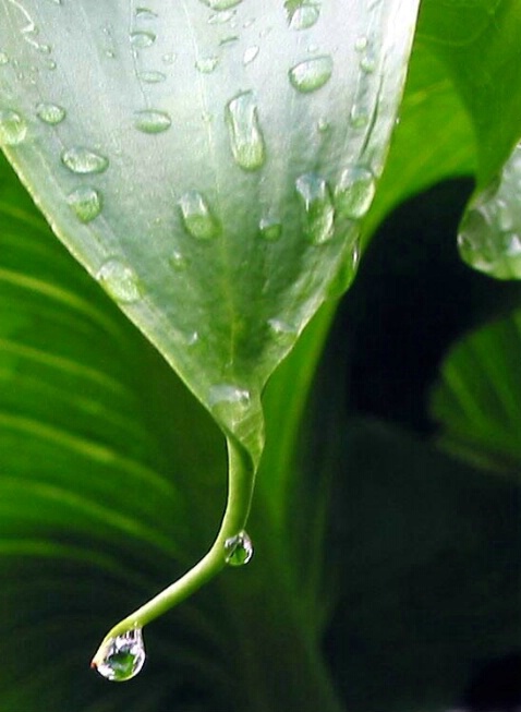 Rain drops - ID: 252786 © Hasmik Hatamian