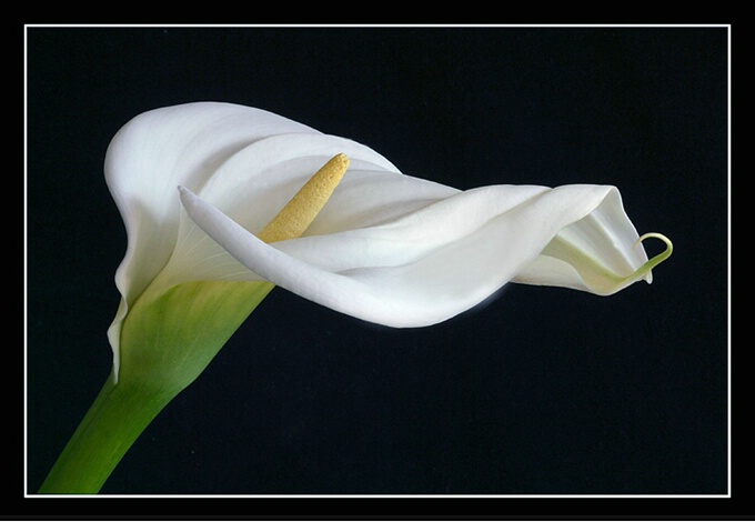 Arum Lily