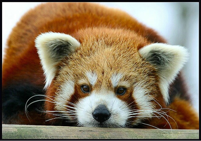 Red Panda