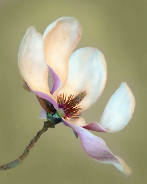 Magnolia #3