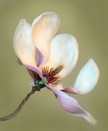 Magnolia #3