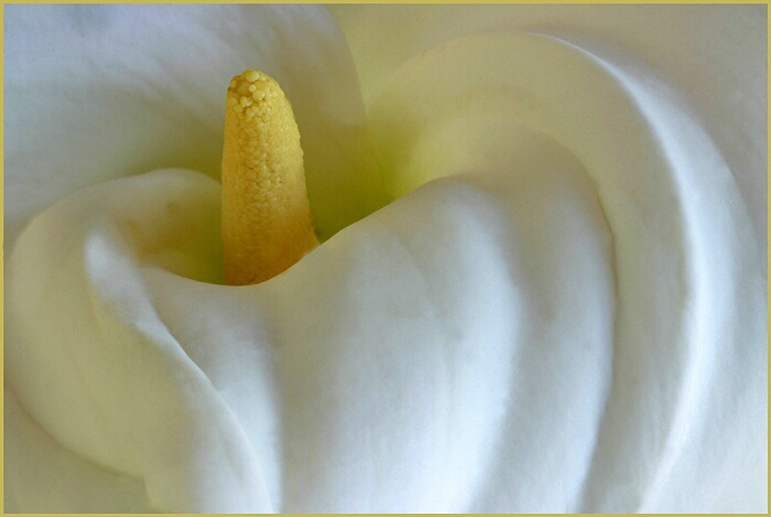 Arum Lily Macro