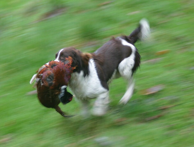 Tikky carrying a pheasant
