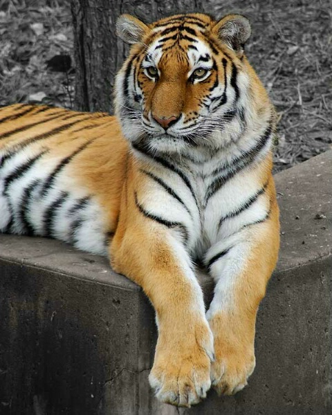 Siberian Tiger - St. Louis Zoo