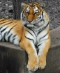 Siberian Tiger - ...