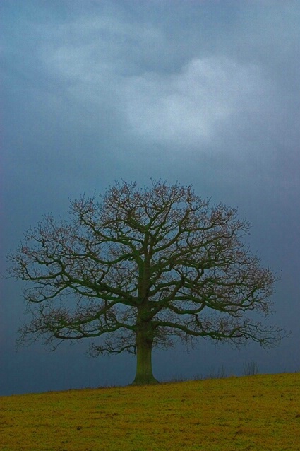Lone tree, Runston Farm, Wales - ID: 253995 © Sharon E. Lowe