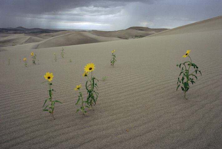 Dancing Sunflowers