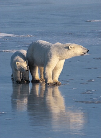 polarbear with cub on ice