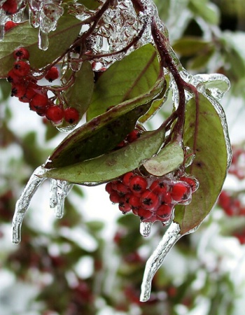 Winter berries 