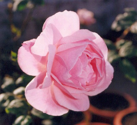 The Rose is Rosy