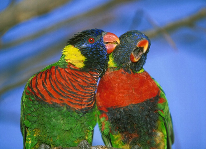 * lorikeets in love *