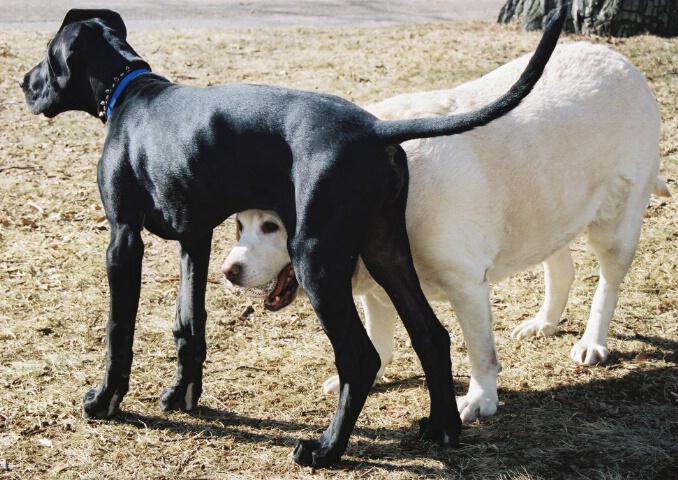 bonnie and frankie