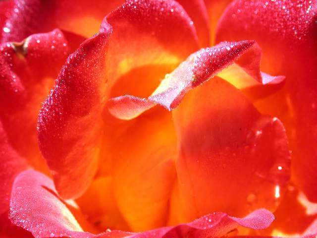 Soul of a Rose