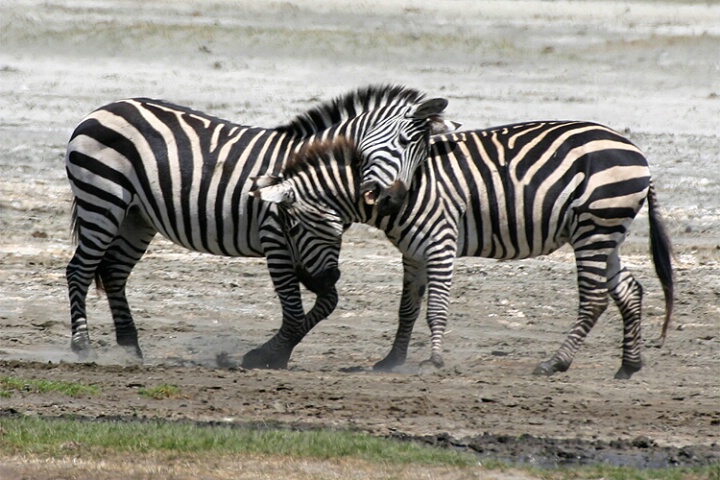 Zebra Play