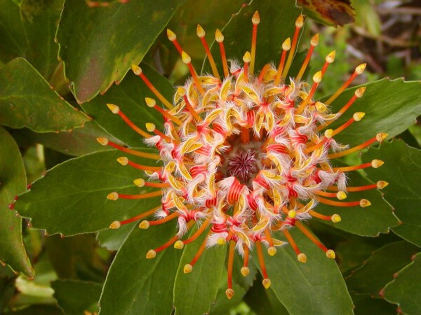Hawaiian Protea