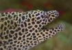 Leopard Eel