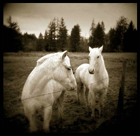 The White Horses