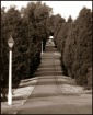 The Long Road Hom...