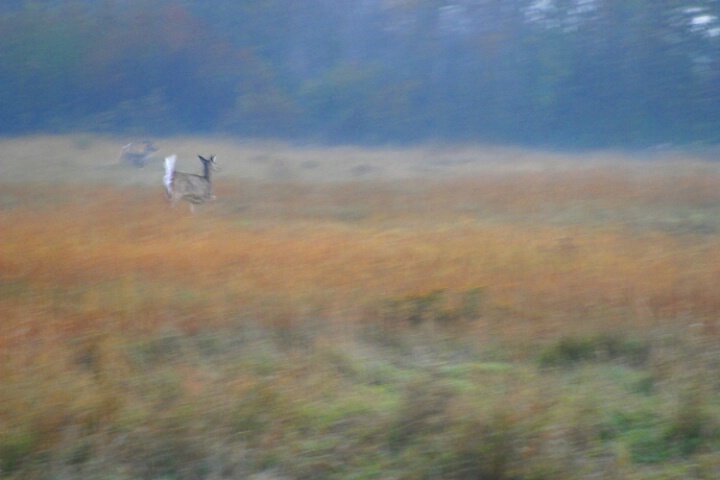 Deers Monet