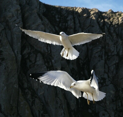 a pair of gulls
