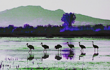 Cranes in purple haze