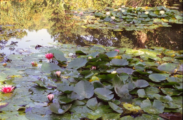 Water Lily Pond at Giverney