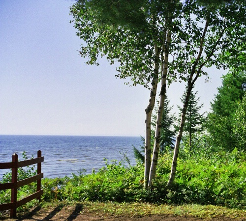 Lake Superior Birch
