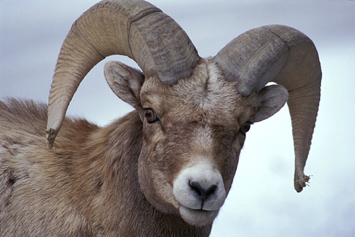 Big Horn Sheep Portrait