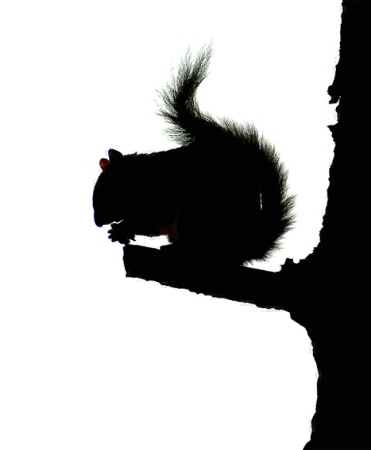 Squirrel Silhoutte