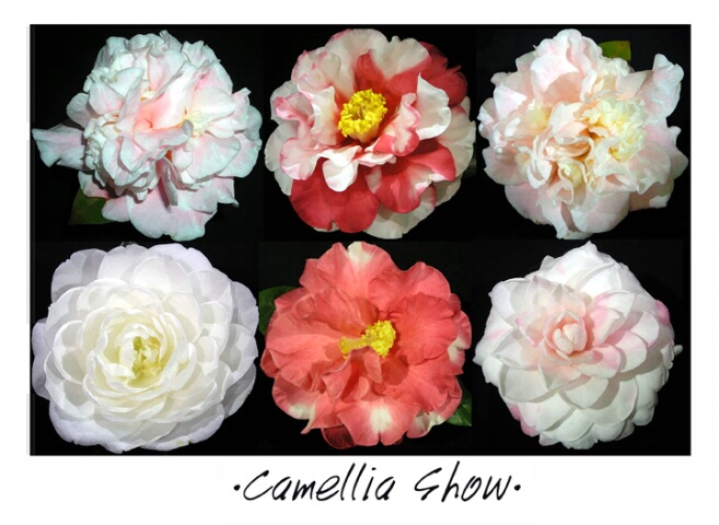 Camellia Show