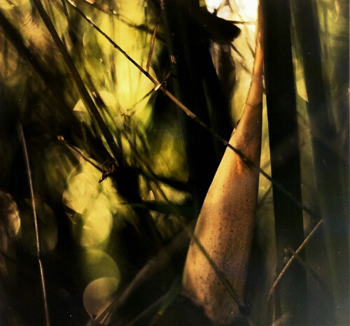 Bamboo - abstract 1