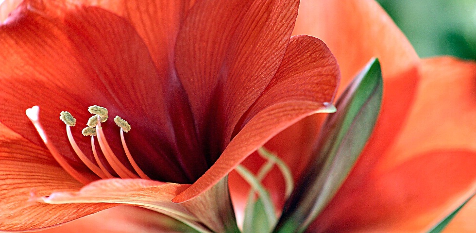 Amaryllis