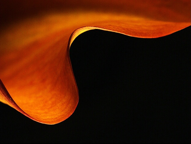 Detail of a Calla Lilly...