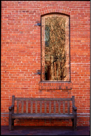 Trees Reflected