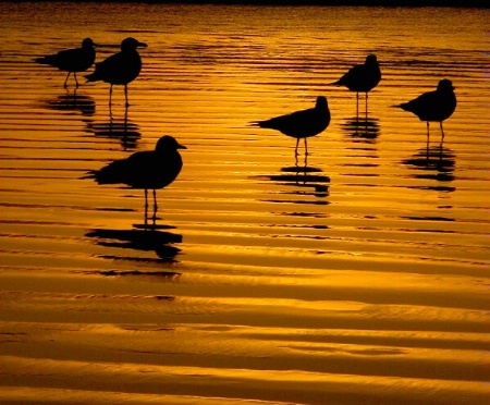 Gulls Wading