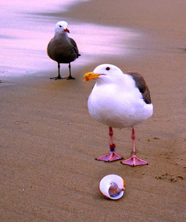 sea gulls & sea shell