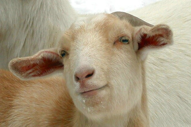 A Gentle Goat