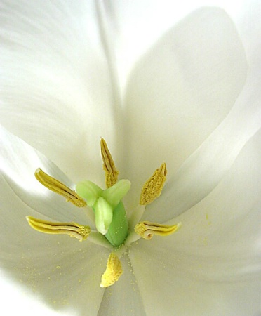 Tulip ~ a peek inside