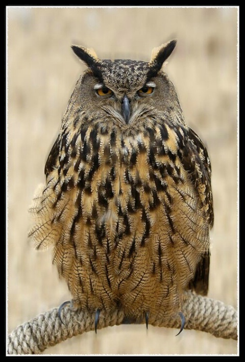 Xena Warrior Owl