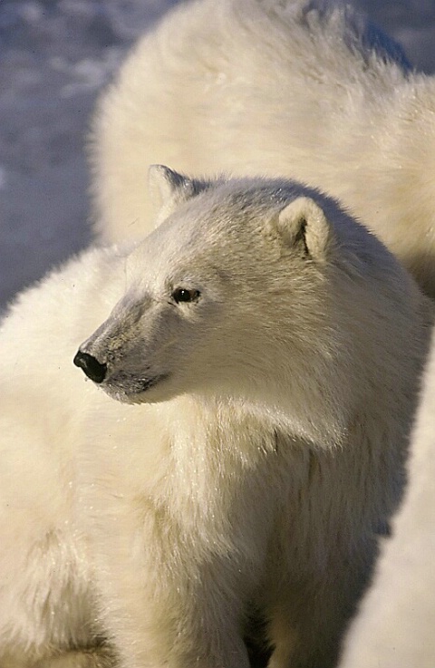 young polarbear
