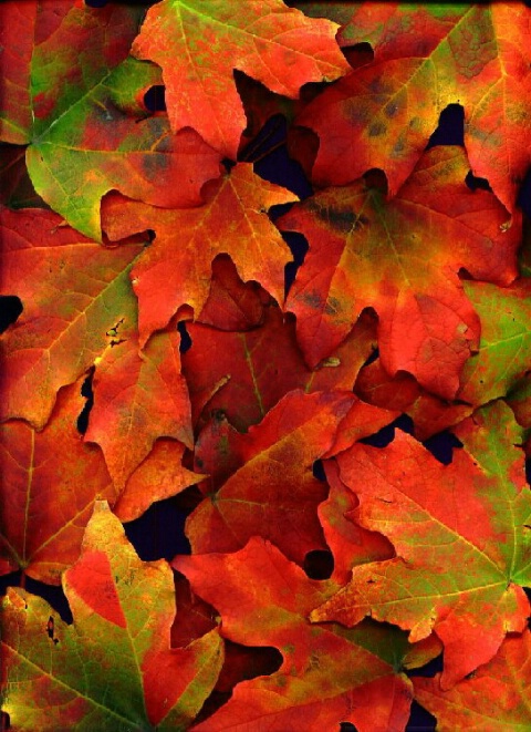 Blotchy Maple Leaves