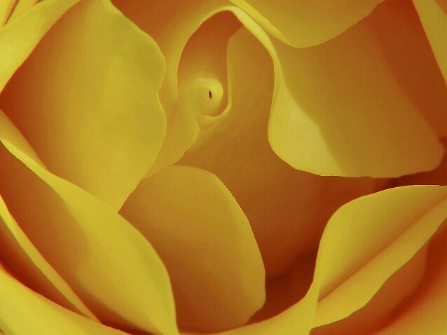 yellow rose heart - ID: 274464 © Viveca Venegas