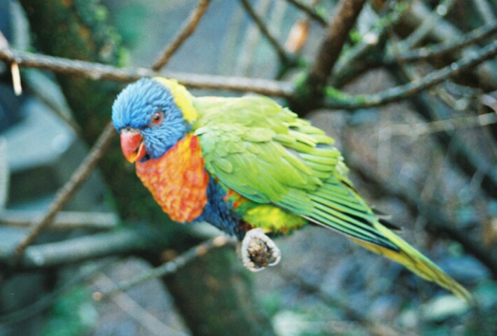 Lorikeet