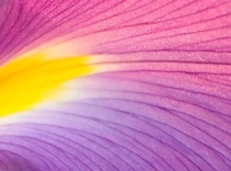 Close-ups
