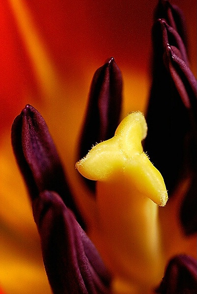 Tulip Centre Detail