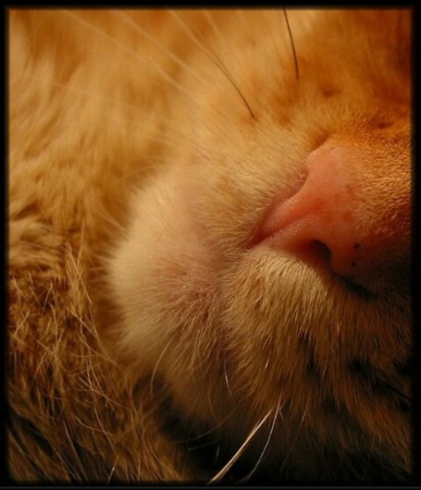 Cat Nap - After
