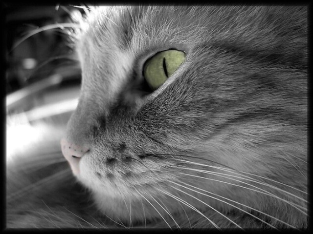 Bonus #2: Cat's Eye in Black & White