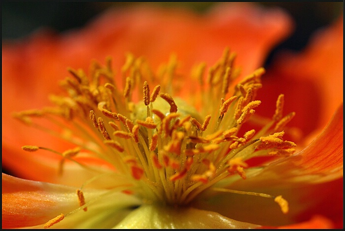 Poppy Stamens