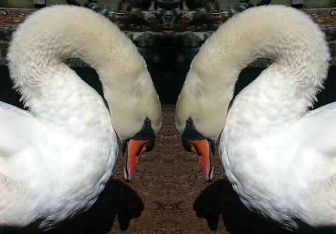 Mirrored Swans - ID: 277232 © Paul Coco